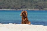 CAVALIER KING CHARLES 120